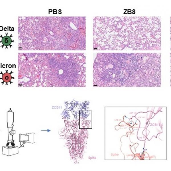 抗體ZCB11（右）可保護敘利亞倉鼠的肺部免受Omicron和Delta病毒變異株的感染與損傷 。 PBS（左）是無抗體對照， ZB8（中）是抗體對照，只能保護倉鼠免受Delta病毒變異株的感染與損傷，但不能免受 Omicron病毒變異株的感染與損傷。 冷凍電鏡結構分析揭示了ZCB11和Omicron S蛋白的結合模式 。