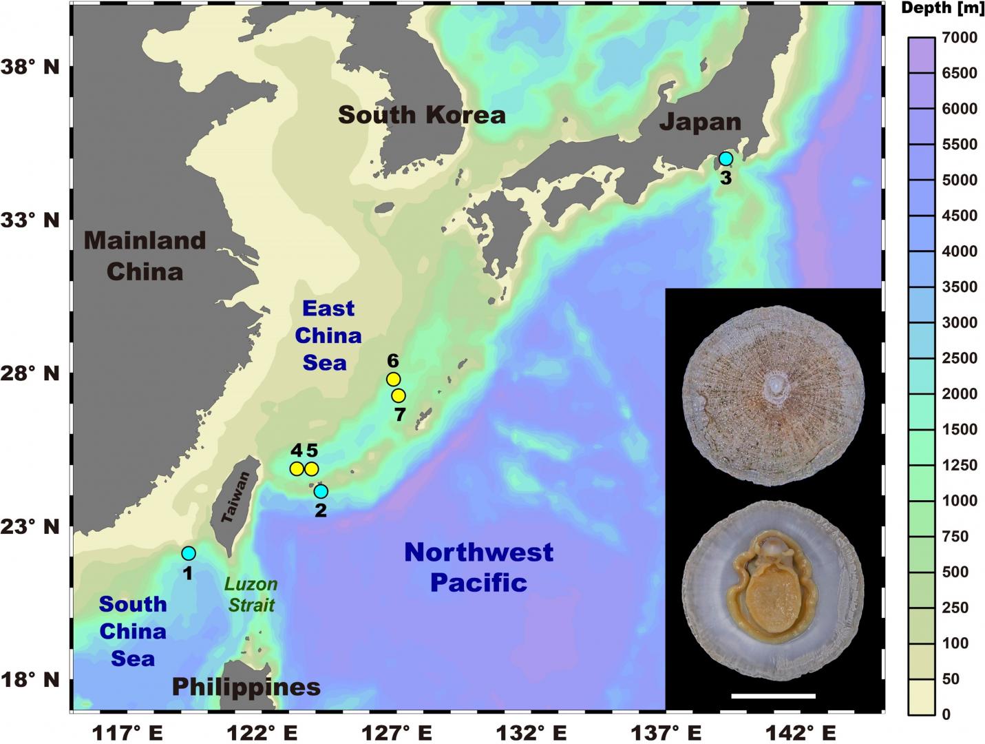 Sampling hydrocarbon seeps (blue dots) and hydrothermal vents (yellow dots) of deep-sea limpets in the Northwest Pacific. 1-3: three seep areas in the Jiaolong Ridge of the South China Sea, the Kuroshima Knoll, and the Sagami Bay, respectively; 4-7: four vent fields in the Okinawa Trough. Inset: a representative photograph showing the morphology of the studied deep-sea limpet (scale bar = 1 cm).