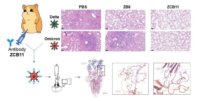 抗体ZCB11（右）可保护叙利亚仓鼠的肺部免受Omicron和Delta病毒变异株的感染与损伤 。  PBS（左）是无抗体对照， ZB8（中）是抗体对照，只能保护仓鼠免受Delta病毒变异株的感染与损伤，但不能免受 Omicron病毒变异株的感染与损伤。  冷冻电镜结构分析揭示了ZCB11和Omicron S蛋白的结合模式 。